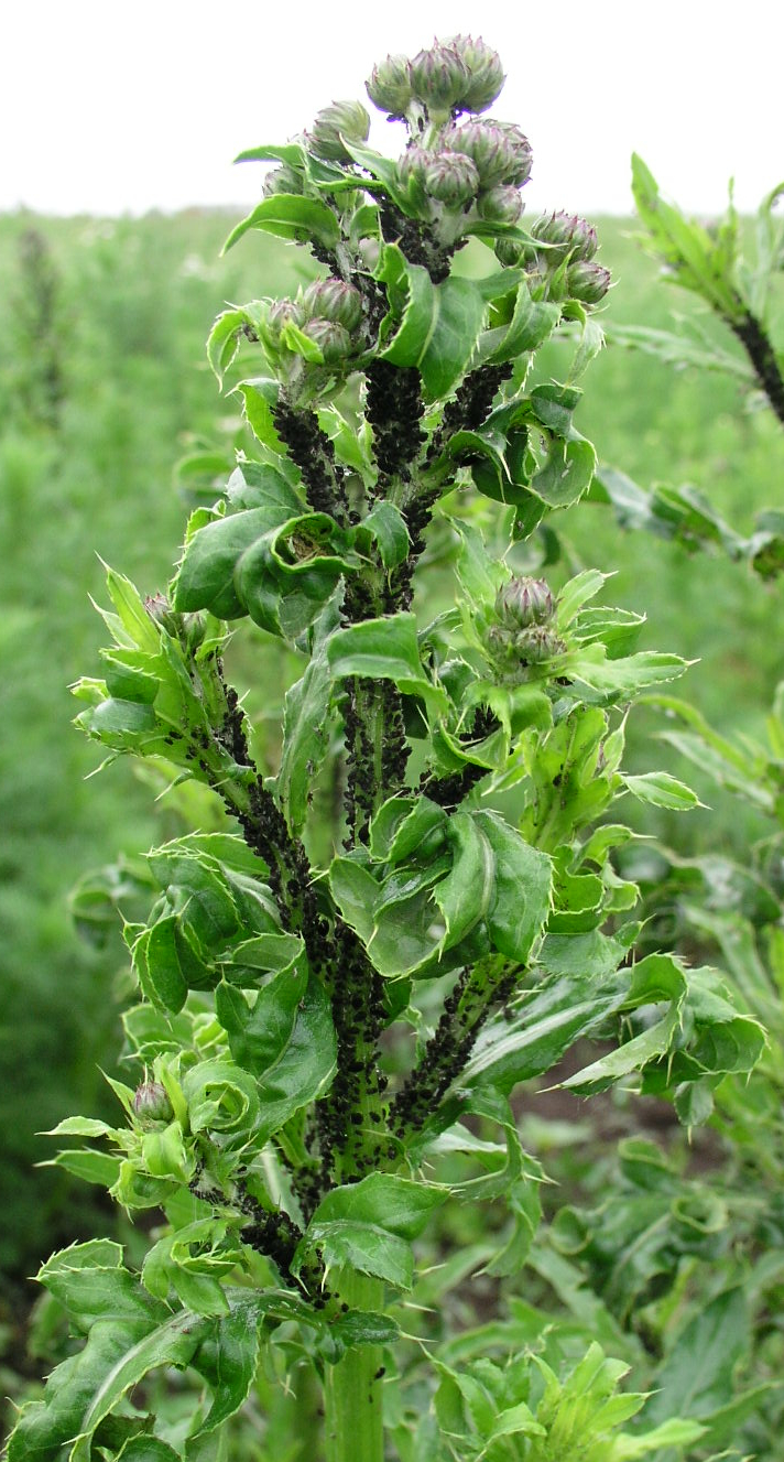 Blattläuse auf Cirsium