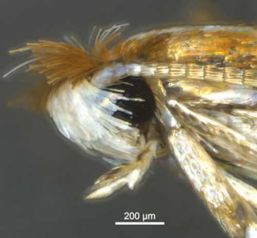 Roßkastanienminiermotte Cameraria ohridella 