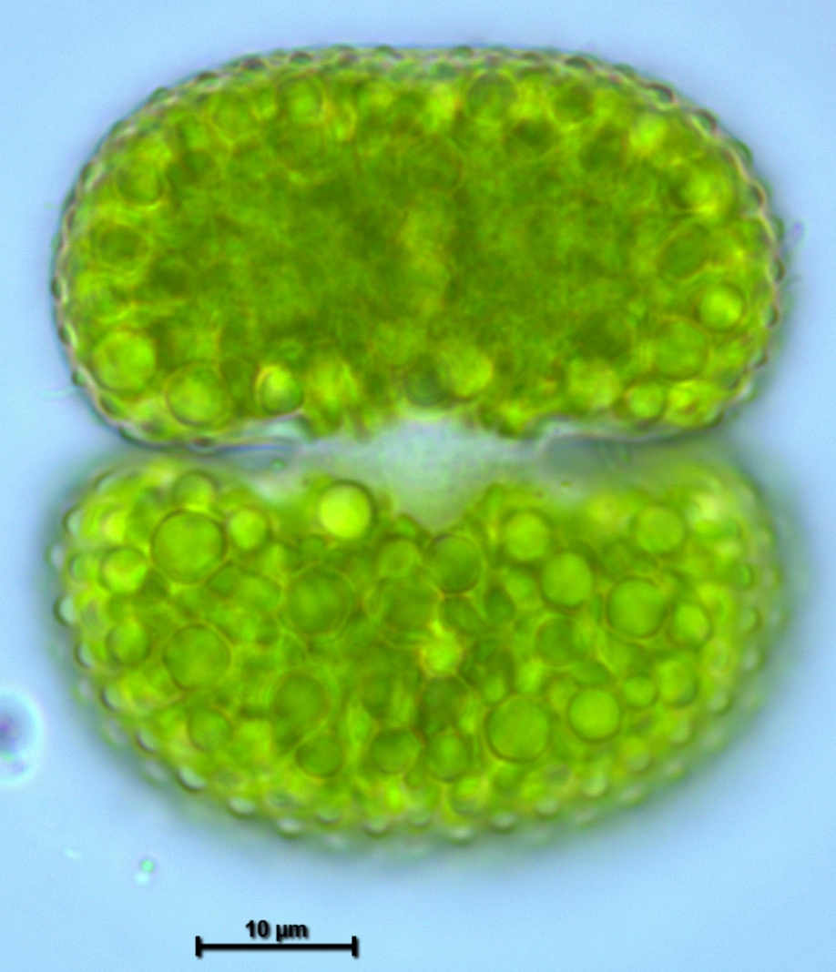 Zieralge Cosmarium reniforme