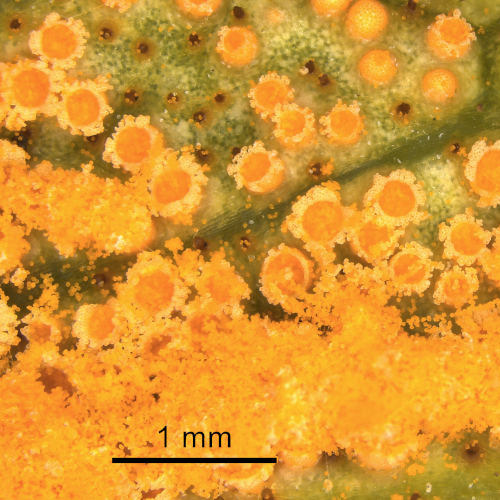 Aecidosporenlager des Rostpilzes Puccinia arrhenateri