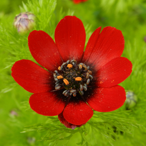 Adonis flammea