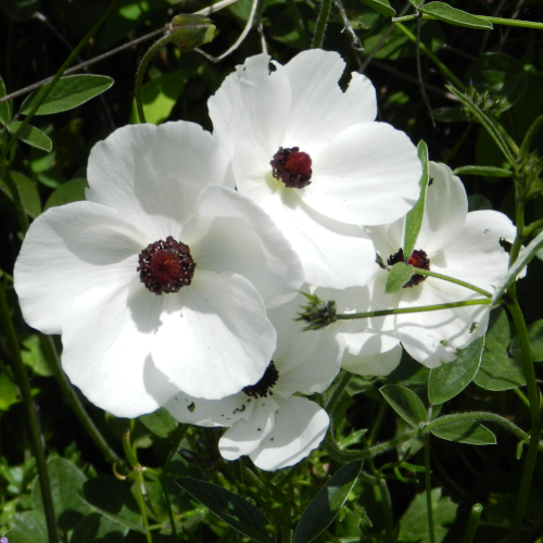 Anemone coronaria