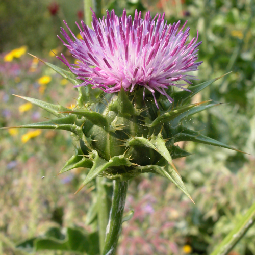 Mariendistel Silybum marianum