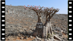 Adenium